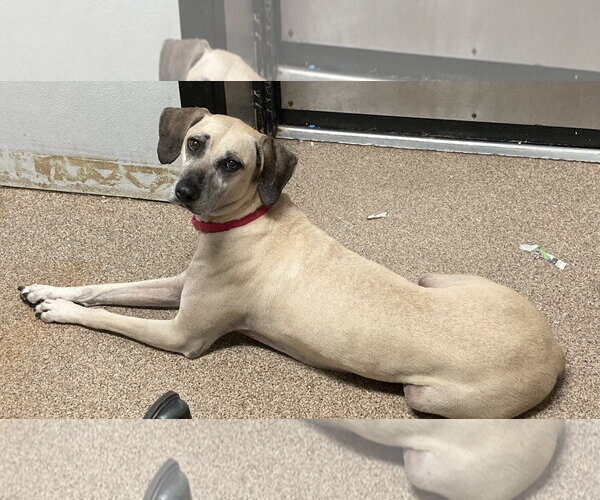 Medium Photo #14 Black Mouth Cur-Unknown Mix Puppy For Sale in Sanford, FL, USA