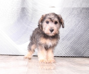 Schnoodle (Miniature) Puppy for sale in WESTPOINT, IN, USA