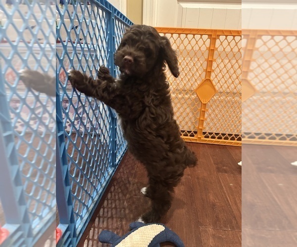Medium Photo #17 Cockapoo Puppy For Sale in BLUE MOUNTAIN, MS, USA