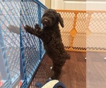 Small #7 Cockapoo
