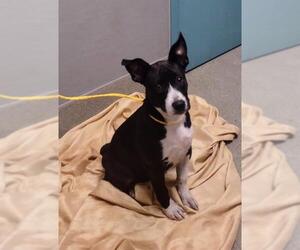 Border Collie-Unknown Mix Dogs for adoption in Las Vegas, NV, USA