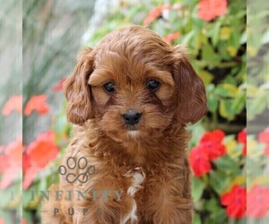 Cavapoo Puppy for sale in EAST EARL, PA, USA