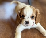 Puppy Puppy 2 Cavalier King Charles Spaniel