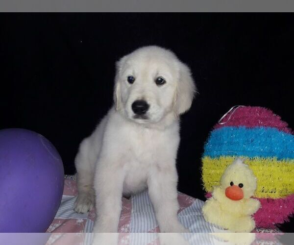 Medium Photo #1 English Cream Golden Retriever Puppy For Sale in SAINT PETERSBURG, FL, USA