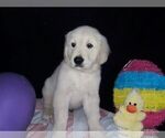Small Photo #1 English Cream Golden Retriever Puppy For Sale in SAINT PETERSBURG, FL, USA