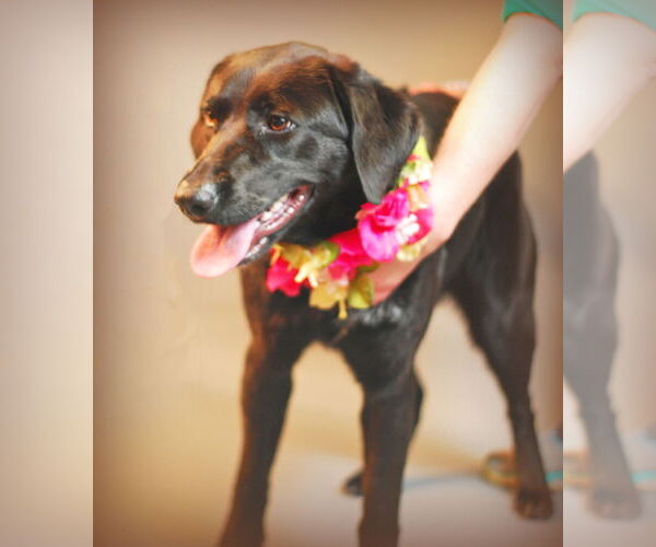 Medium Photo #3 Labrador Retriever-Unknown Mix Puppy For Sale in Holly Springs, MS, USA