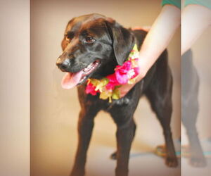Sadie - Female Labrador Retriever-Unknown Mix Dog for Adoption - Photo #2