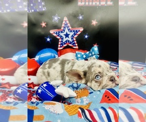 French Bulldog Litter for sale in RICHARDS, TX, USA