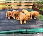 Small #4 Golden Retriever