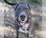 Small American Staffordshire Terrier Mix