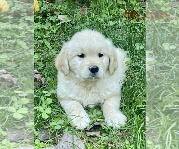 Medium Photo #2 Golden Retriever Puppy For Sale in WEAVERVILLE, NC, USA
