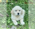 Small #1 Golden Retriever