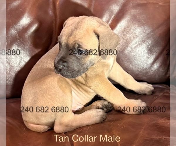 Medium Photo #2 Cane Corso Puppy For Sale in LA PLATA, MD, USA