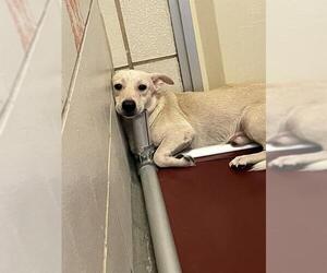 Chihuahua-Unknown Mix Dogs for adoption in Corpus Christi, TX, USA