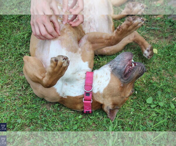 Medium Photo #6 Mutt Puppy For Sale in Lockport, NY, USA