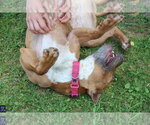 Small #5 Mutt
