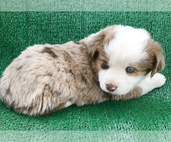 Medium Photo #3 Miniature American Shepherd Puppy For Sale in LUCERNE VALLEY, CA, USA