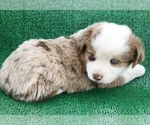 Small Photo #3 Miniature American Shepherd Puppy For Sale in LUCERNE VALLEY, CA, USA