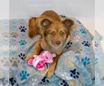 Small #5 Spaniel Mix