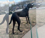 Small #2 Great Dane-Labrador Retriever Mix