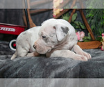 Small Photo #25 Great Dane Puppy For Sale in SHELBY, OH, USA