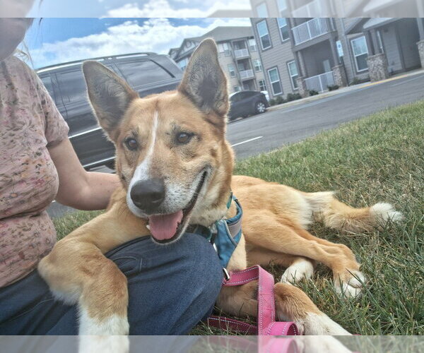 Medium Photo #8 Mutt Puppy For Sale in Candler, NC, USA