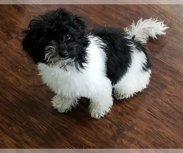 Medium Photo #1 Poodle (Toy) Puppy For Sale in BRYAN, TX, USA