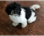 Small Photo #1 Poodle (Toy) Puppy For Sale in BRYAN, TX, USA
