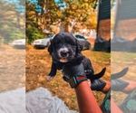 Puppy Puppy Golden Mountain Dog