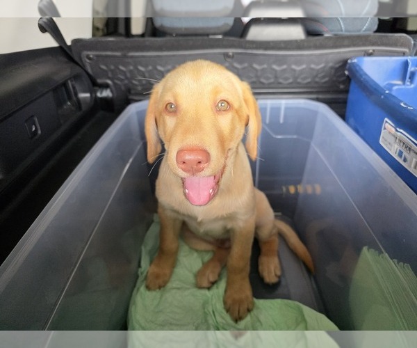 Medium Photo #17 Labrador Retriever Puppy For Sale in SHELBYVILLE, IN, USA