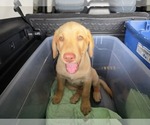 Small #15 Labrador Retriever