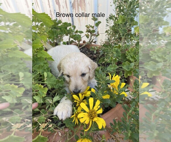 Medium Photo #1 Goldendoodle Puppy For Sale in DE WITT, MO, USA