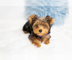 Small Photo #6 Yorkshire Terrier Puppy For Sale in KELLER, TX, USA