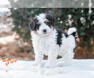Miniature Bernedoodle-Poodle (Miniature) Mix Puppy for sale in MILLERSBURG, PA, USA