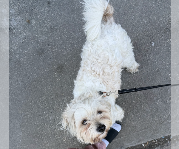 Medium Photo #7 Colonial Cocker Spaniel-Unknown Mix Puppy For Sale in Brooklyn, NY, USA