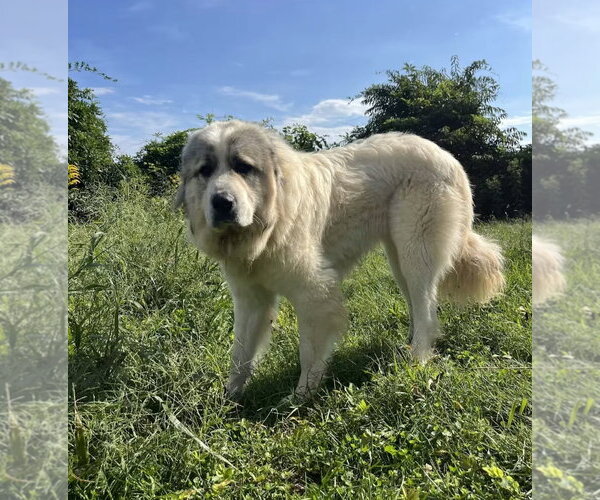 Medium Photo #1 Great Pyrenees Puppy For Sale in Westminster, MD, USA