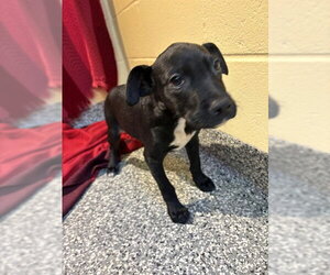 Labrador Retriever-Unknown Mix Dogs for adoption in Brewster, MA, USA