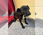 Small Labrador Retriever Mix