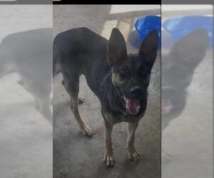 German Shepherd Dog-Unknown Mix Dogs for adoption in San Antonio, TX, USA