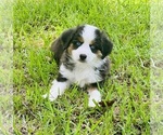 Puppy Puppy 1 Miniature Australian Shepherd