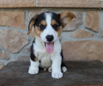 Small Photo #8 Pembroke Welsh Corgi Puppy For Sale in HONEY BROOK, PA, USA