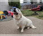 Small Photo #12 Golden Retriever Puppy For Sale in CITRUS HEIGHTS, CA, USA