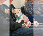 Small #8 Dachshund Mix