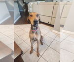 Small #10 Great Dane-Rhodesian Ridgeback Mix
