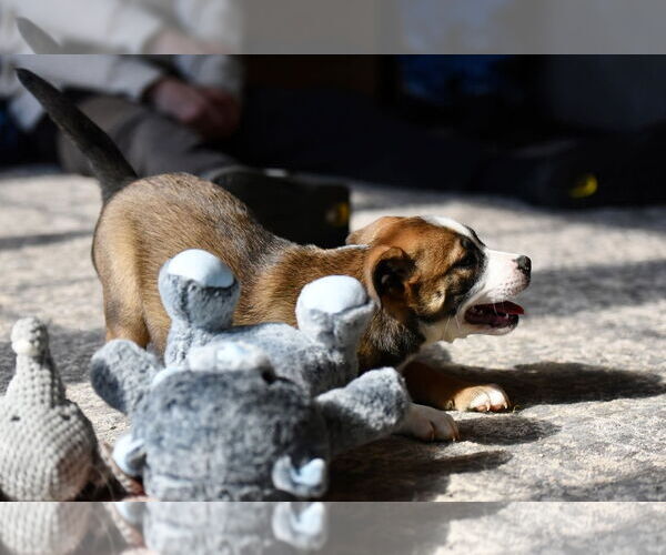 Medium Photo #5 Mutt Puppy For Sale in Mechanicsburg, PA, USA