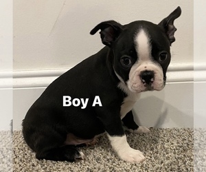 Boston Terrier Puppy for sale in RIDGEVILLE, SC, USA