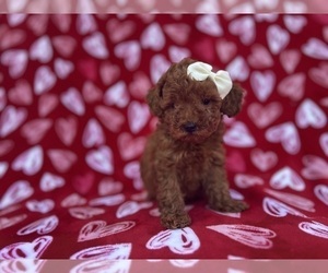 Goldendoodle (Miniature) Puppy for sale in LAKELAND, FL, USA