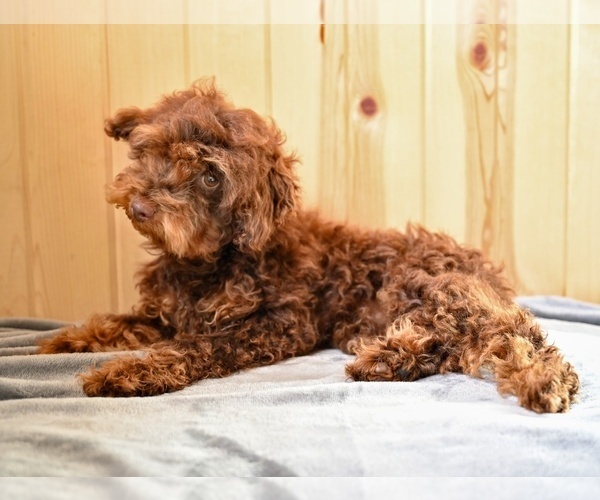 Medium Photo #1 Poodle (Toy) Puppy For Sale in MILLERSBURG, OH, USA
