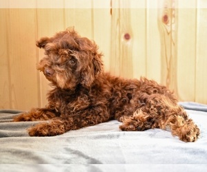 Poodle (Toy) Puppy for sale in MILLERSBURG, OH, USA