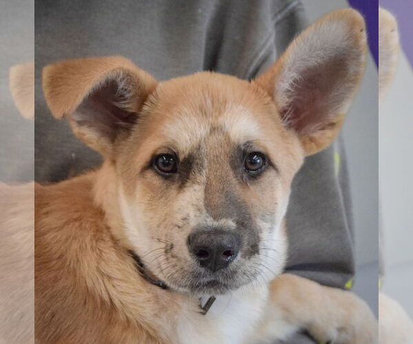 Medium Photo #6 Catahoula Leopard Dog-German Shepherd Dog Mix Puppy For Sale in Huntley, IL, USA